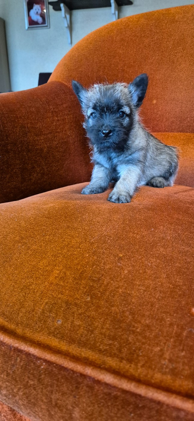 De La Bergerie Warren - Chiots disponibles - Cairn Terrier