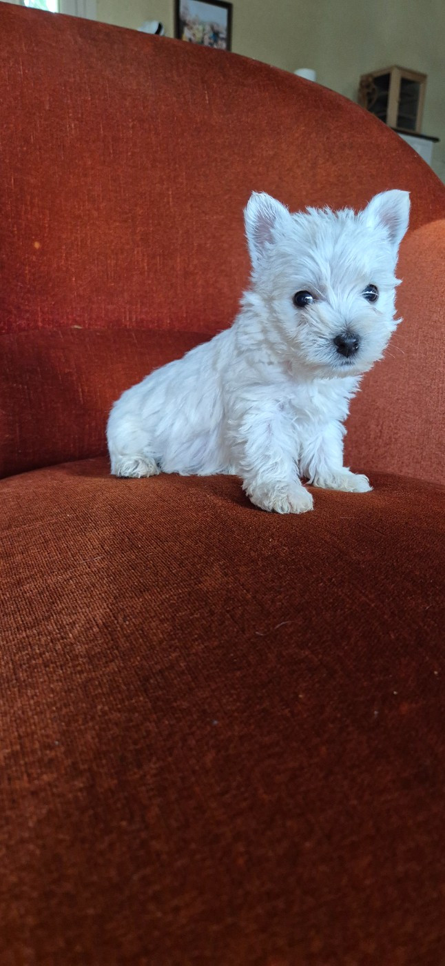 De La Bergerie Warren - Chiots disponibles - West Highland White Terrier