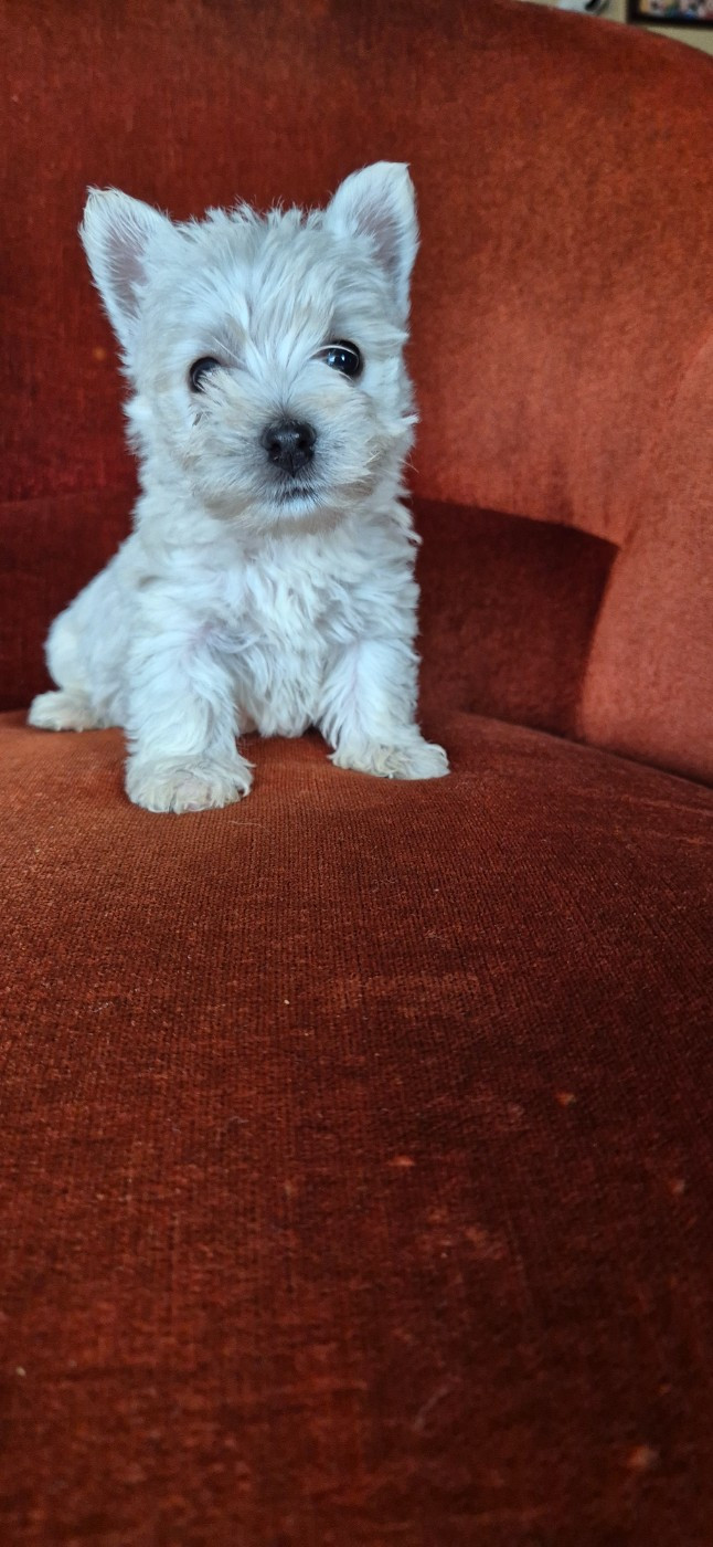 De La Bergerie Warren - Chiots disponibles - West Highland White Terrier