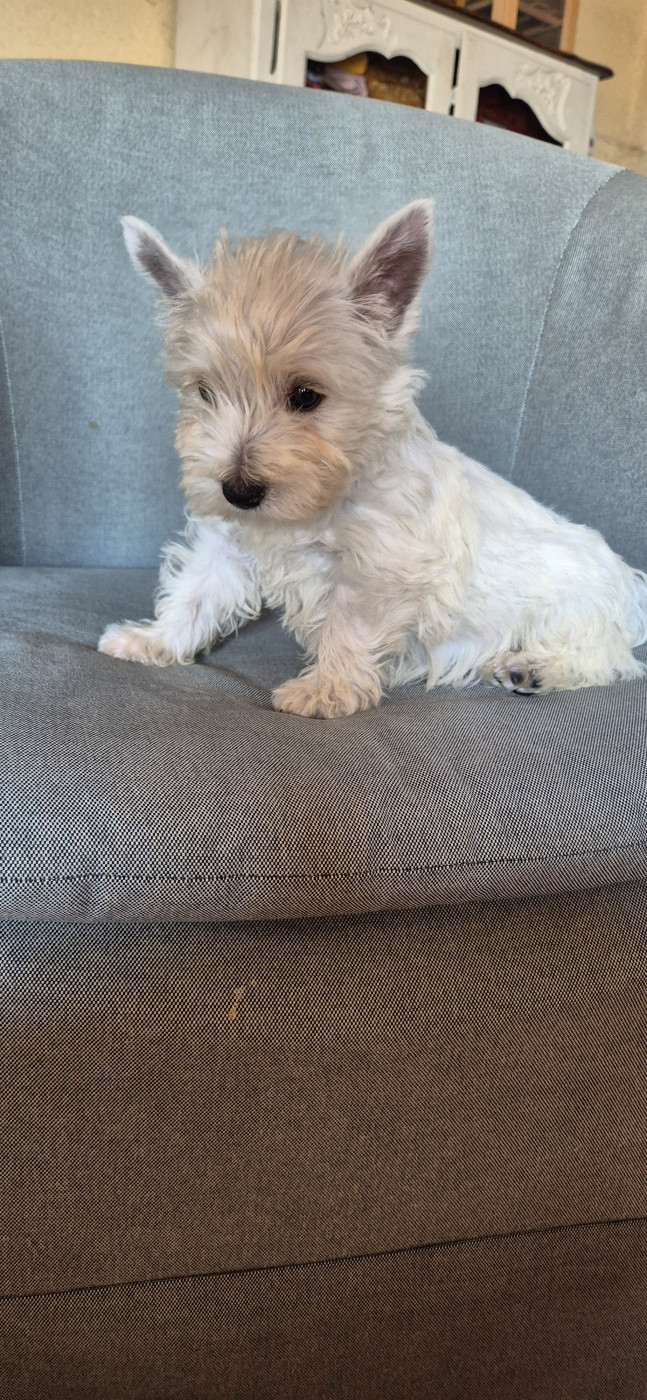 De La Bergerie Warren - Chiots disponibles - West Highland White Terrier