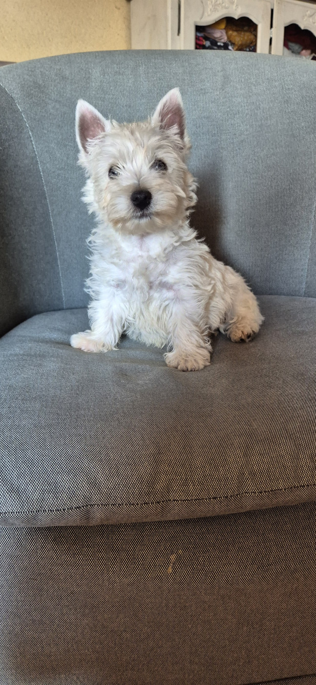De La Bergerie Warren - Chiots disponibles - West Highland White Terrier