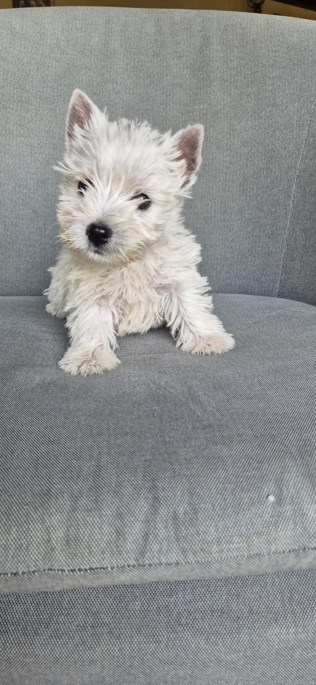 De La Bergerie Warren - Chiots disponibles - West Highland White Terrier