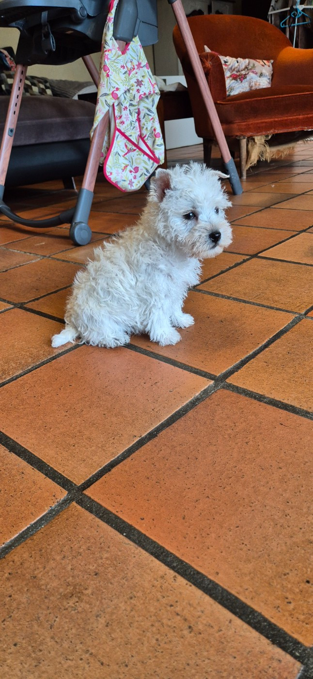 De La Bergerie Warren - Chiots disponibles - West Highland White Terrier