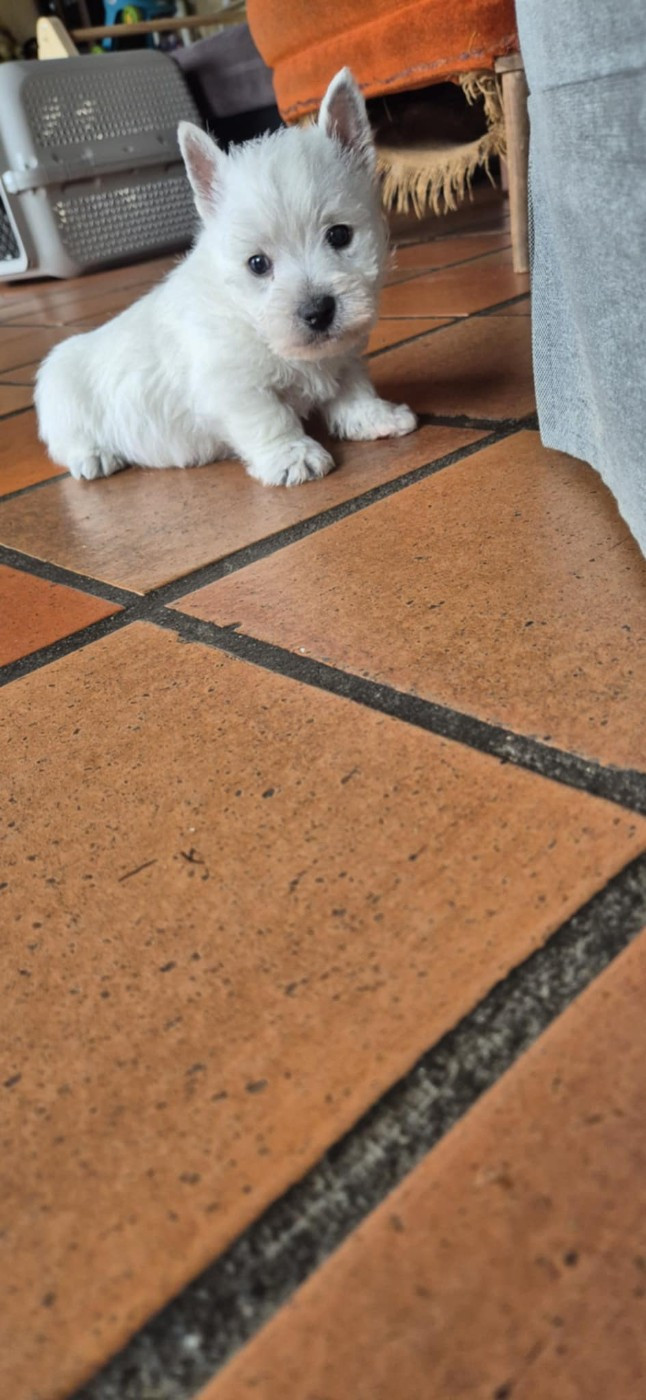 De La Bergerie Warren - Chiots disponibles - West Highland White Terrier