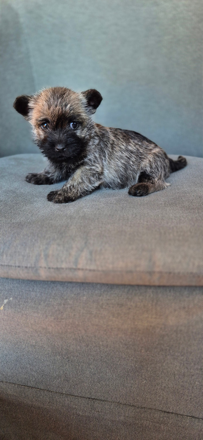 De La Bergerie Warren - Chiots disponibles - Cairn Terrier