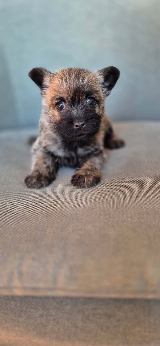 De La Bergerie Warren - Chiots disponibles - Cairn Terrier