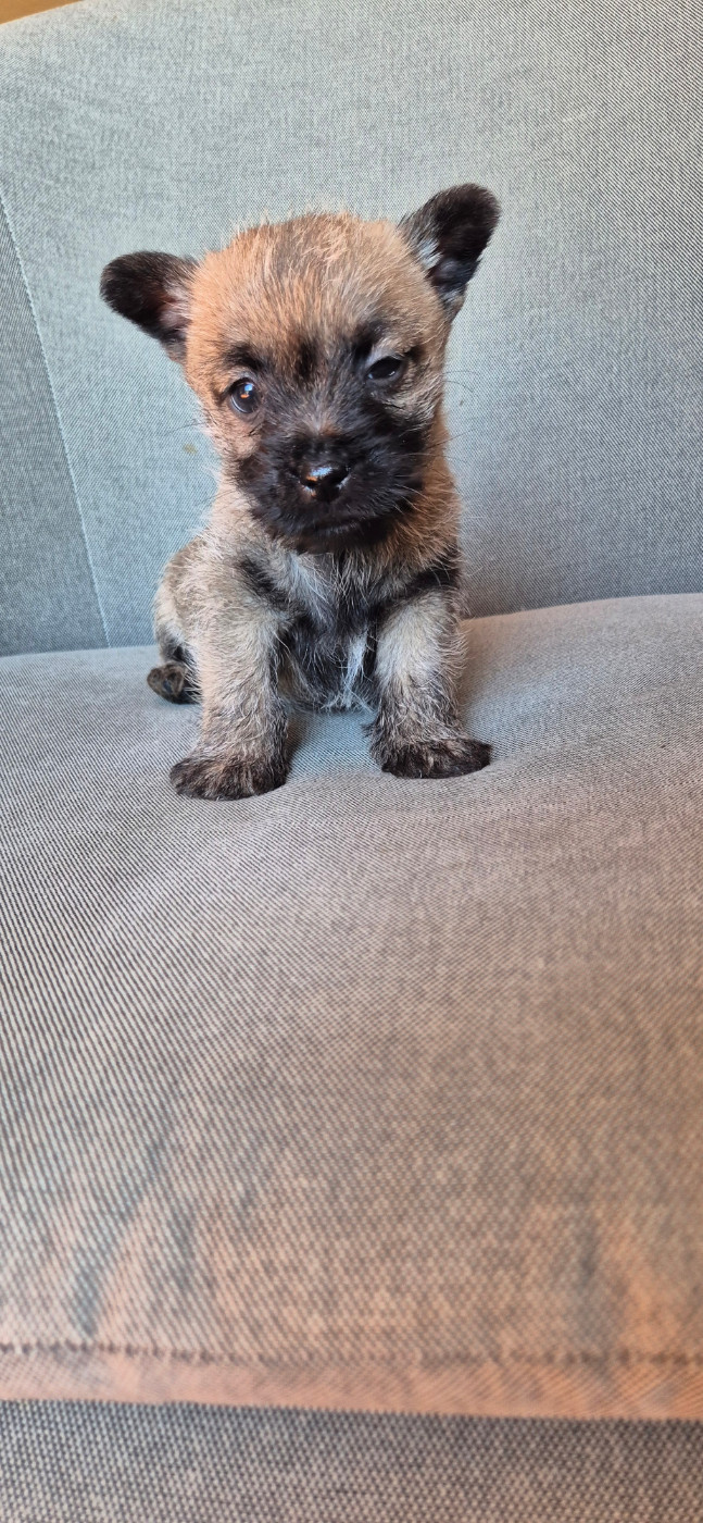 De La Bergerie Warren - Chiots disponibles - Cairn Terrier