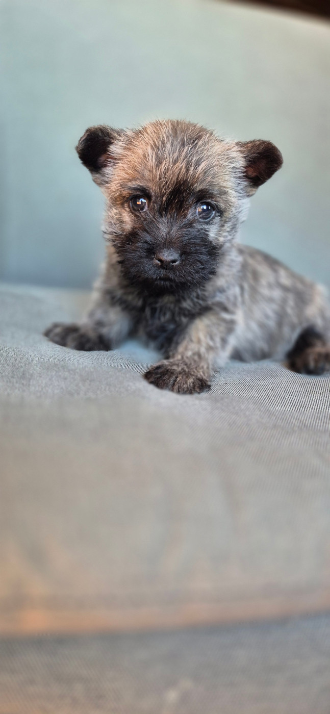 De La Bergerie Warren - Chiots disponibles - Cairn Terrier
