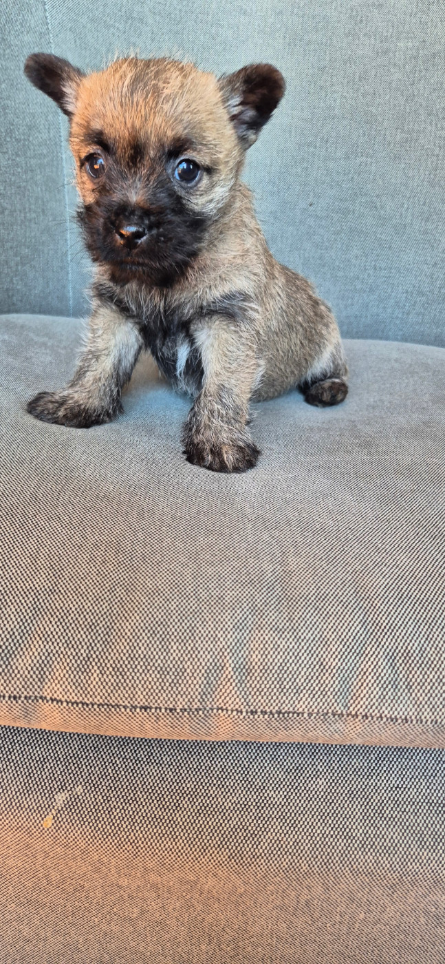 De La Bergerie Warren - Chiots disponibles - Cairn Terrier