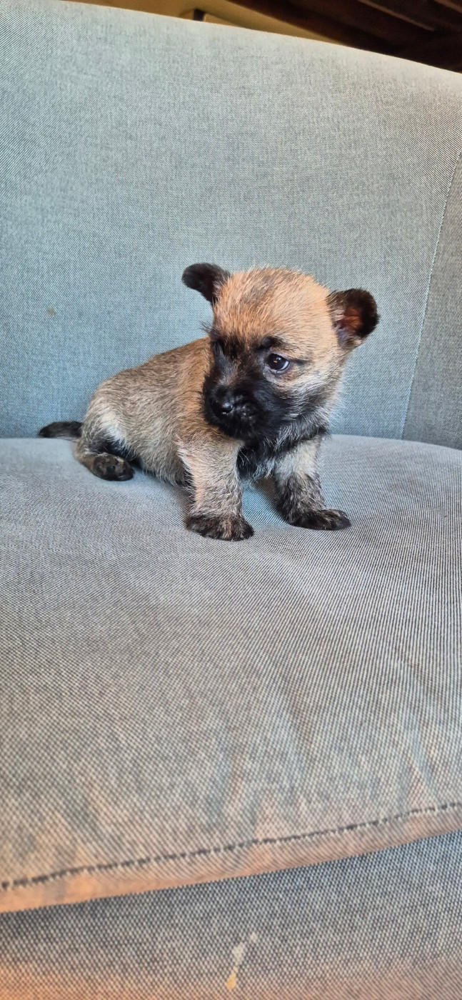 De La Bergerie Warren - Chiots disponibles - Cairn Terrier
