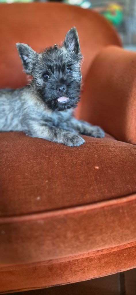 De La Bergerie Warren - Chiots disponibles - Cairn Terrier
