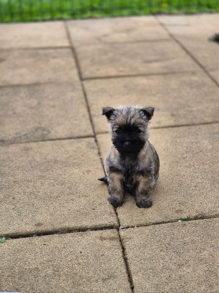De La Bergerie Warren - Chiots disponibles - Cairn Terrier