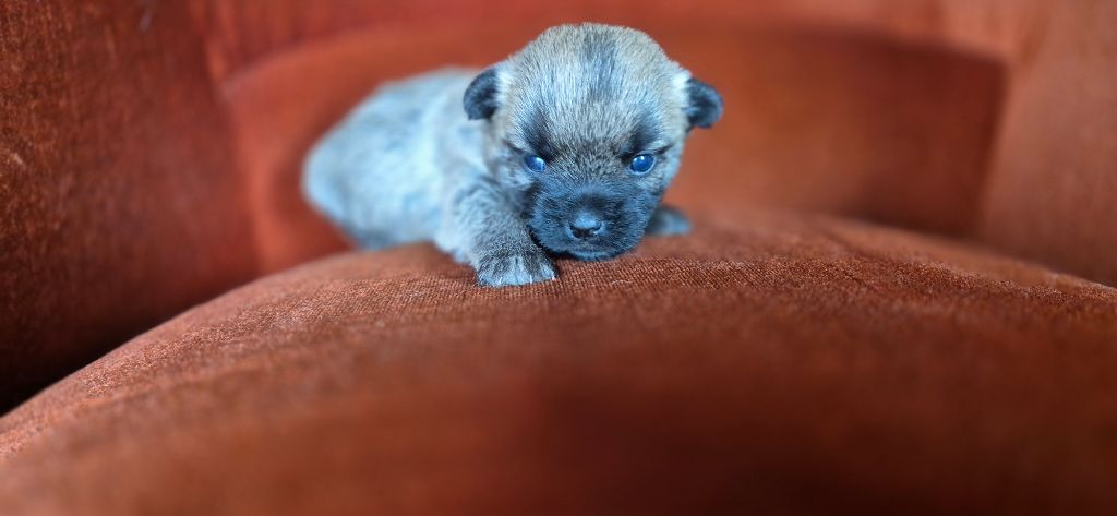 De La Bergerie Warren - Chiots disponibles - Cairn Terrier