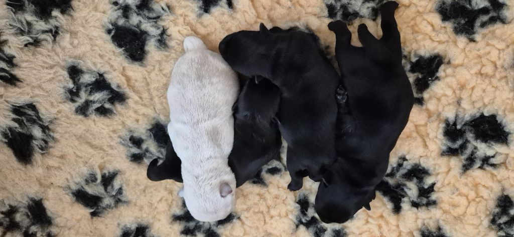 Chiot Scottish Terrier De La Bergerie Warren