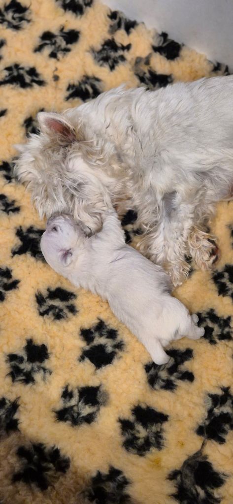 Chiot West Highland White Terrier De La Bergerie Warren