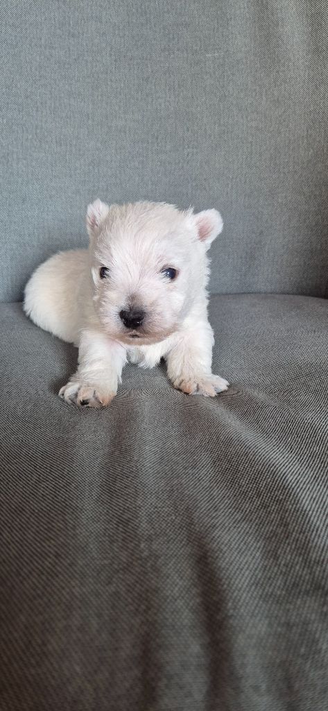 De La Bergerie Warren - Chiots disponibles - West Highland White Terrier