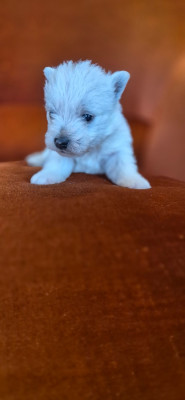 Chiot N°1