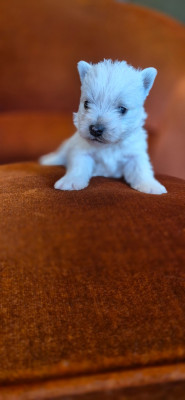 Chiot N°3