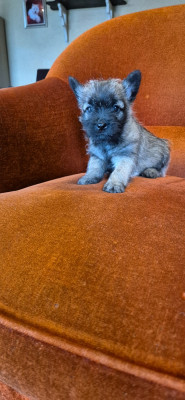Chiot N°2