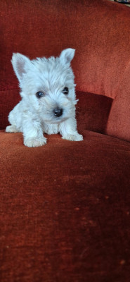 Chiot N°5