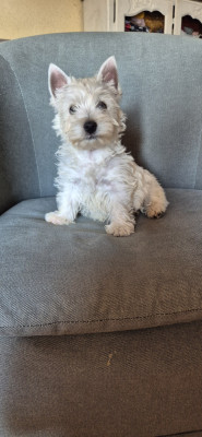 Chiot N°2