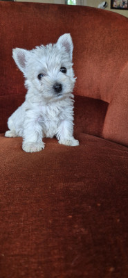 Chiot N°5