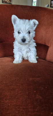 Chiot N°6