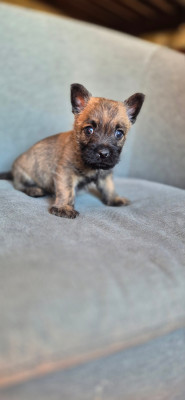 Chiot N°2