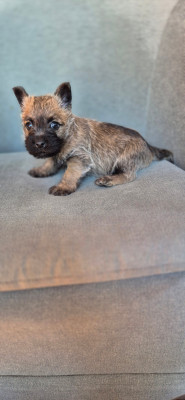 Chiot N°1