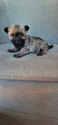 Chiot N°4