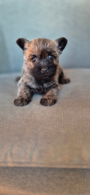 Chiot N°3