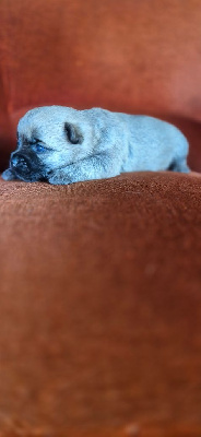 CHIOT 1