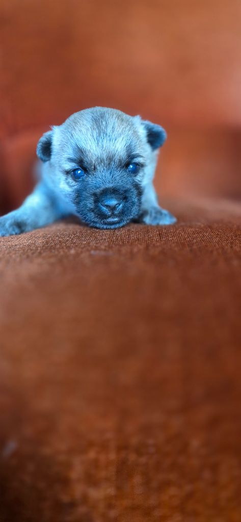 De La Bergerie Warren - Chiots disponibles - Cairn Terrier