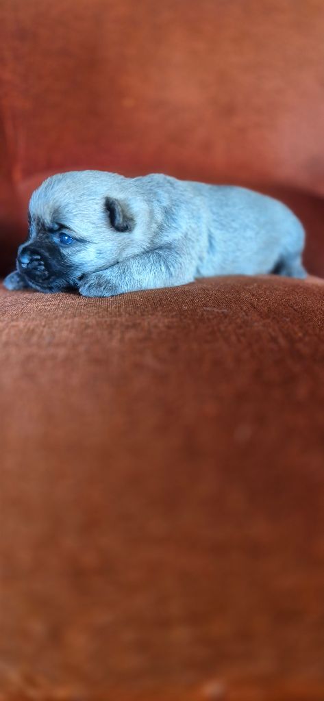 De La Bergerie Warren - Chiots disponibles - Cairn Terrier