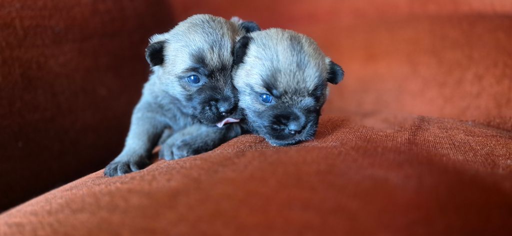 Chiot Cairn Terrier De La Bergerie Warren