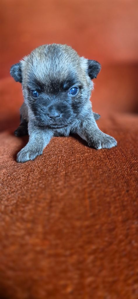 De La Bergerie Warren - Chiots disponibles - Cairn Terrier